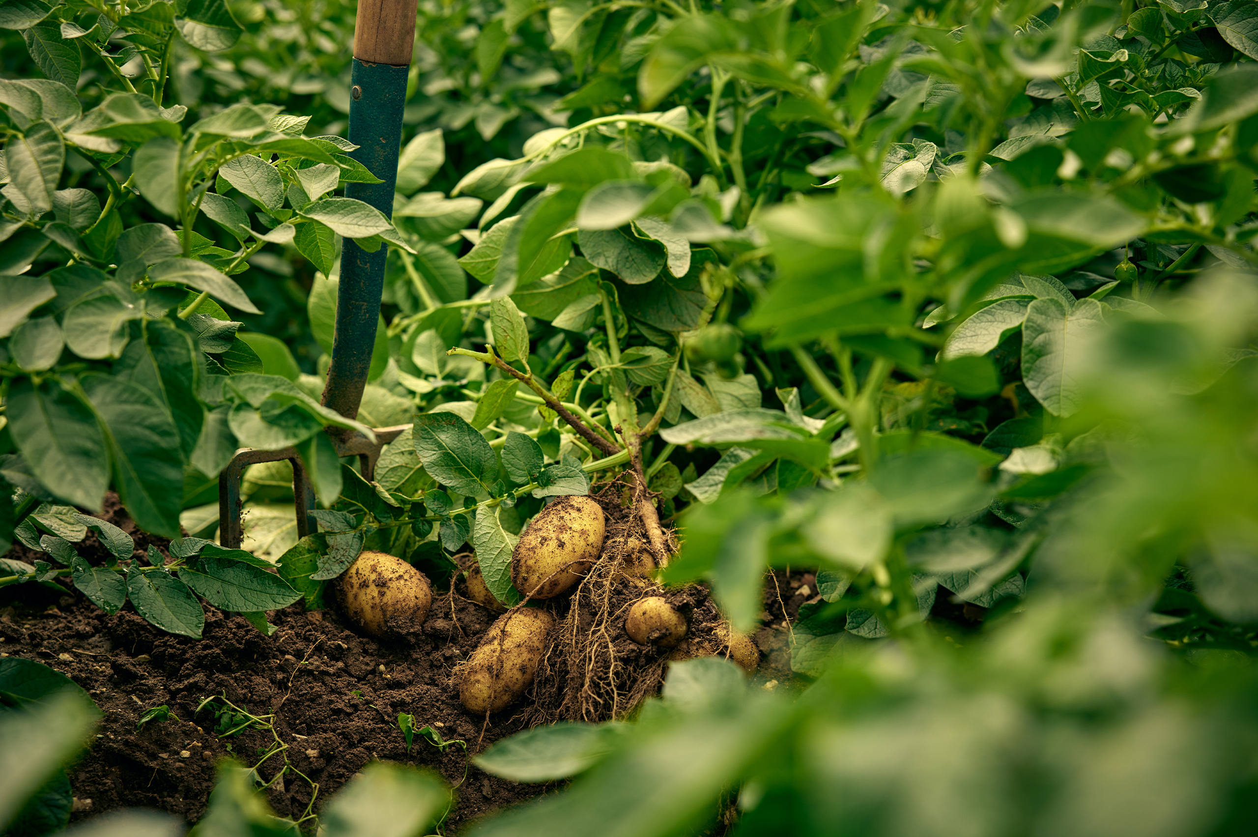 LambWeston aardappels